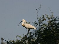 Platalea leucorodia 8, Lepelaar, Saxifraga-Jan Nijendijk