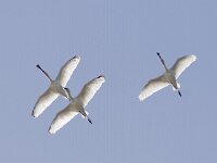 Platalea leucorodia 80, Lepelaar, Saxifraga-Mark Zekhuis