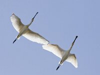 Platalea leucorodia 82, Lepelaar, Saxifraga-Mark Zekhuis