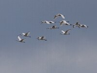 Platalea leucorodia 84, Lepelaar, Saxifraga-Mark Zekhuis