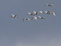 Platalea leucorodia 85, Lepelaar, Saxifraga-Mark Zekhuis
