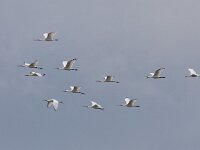 Platalea leucorodia 86, Lepelaar, Saxifraga-Mark Zekhuis