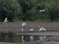 Platalea leucorodia 88, Lepelaar, Saxifraga-Mark Zekhuis