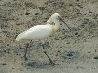Platalea leucorodia 9, Lepelaar, Saxifraga-Jan van der Straaten