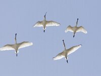 Platalea leucorodia 92, Lepelaar, Saxifraga-Mark Zekhuis