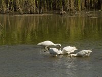 Platalea leucorodia 94, Lepelaar, Saxifraga-Jan Nijendijk