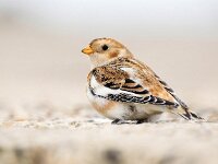 Plectrophenax nivalis 109, Sneeuwgors, Saxifraga-Bart Vastenhouw