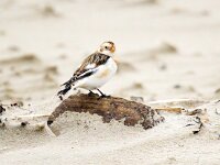 Plectrophenax nivalis 113, Sneeuwgors, Saxifraga-Bart Vastenhouw