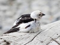 Plectrophenax nivalis 121, Sneeuwgors, Saxifraga-Bart Vastenhouw