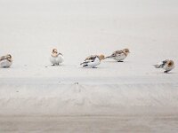 Plectrophenax nivalis 124, Sneeuwgors, Saxifraga-Bart Vastenhouw
