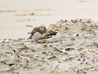 Plectrophenax nivalis 126, Sneeuwgors, Saxifraga-Bart Vastenhouw