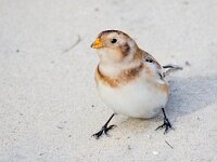Plectrophenax nivalis 128, Sneeuwgors, Saxifraga-Bart Vastenhouw