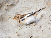 Plectrophenax nivalis 133, Sneeuwgors, Saxifraga-Bart Vastenhouw