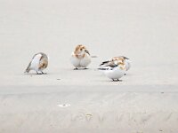 Plectrophenax nivalis 134, Sneeuwgors, Saxifraga-Bart Vastenhouw