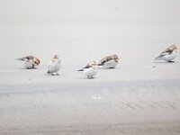 Plectrophenax nivalis 135, Sneeuwgors, Saxifraga-Bart Vastenhouw