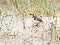 Plectrophenax nivalis 137, Sneeuwgors, Saxifraga-Bart Vastenhouw