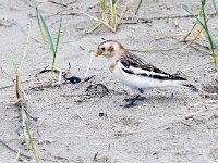 Plectrophenax nivalis 139, Sneeuwgors, Saxifraga-Bart Vastenhouw