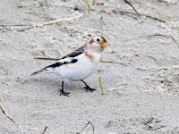 Plectrophenax nivalis 140, Sneeuwgors, Saxifraga-Bart Vastenhouw