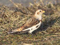 Plectrophenax nivalis 18, Sneeuwgors, Saxifraga - Peter Meininger