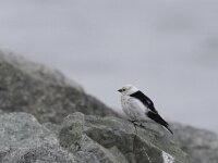 Plectrophenax nivalis 19, Sneeuwgors, male, Saxifraga-Harry van Oosterhout