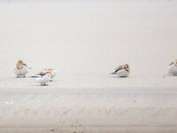 Plectrophenax nivalis 32, Sneeuwgors, Saxifraga-Bart Vastenhouw