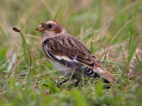 Plectrophenax nivalis 49, Sneeuwgors, Saxifraga-Bart Vastenhouw