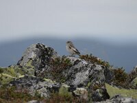 Plectrophenax nivalis 9, Sneeuwgors, female, Saxifraga-Dirrk Hilbers