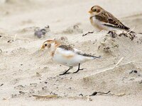 Plectrophenax nivalis 94, Sneeuwgors, Saxifraga-Bart Vastenhouw