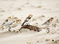 Plectrophenax nivalis 98, Sneeuwgors, Saxifraga-Bart Vastenhouw