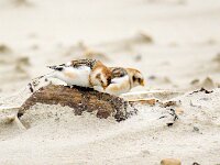 Plectrophenax nivalis 99, Sneeuwgors, Saxifraga-Bart Vastenhouw