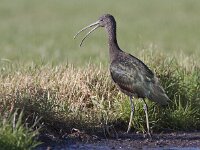 Plegadis falcinellus 17, Zwarte ibis, Saxifraga-Mark Zekhuis