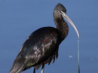 Plegadis falcinellus 19, Zwarte Ibis, Saxifraga-Peter Meininger