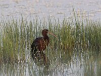 Plegadis falcinellus 2, Zwarte ibis, Saxifraga-Luc Hoogenstein