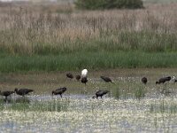 Plegadis falcinellus 3, Zwarte ibis, Saxifraga-Luc Hoogenstein