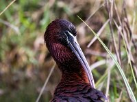 Plegadis falcinellus 31, Zwarte ibis, Saxifraga-Bart Vastenhouw