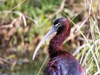 Plegadis falcinellus 32, Zwarte ibis, Saxifraga-Bart Vastenhouw