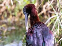 Plegadis falcinellus 34, Zwarte ibis, Saxifraga-Bart Vastenhouw