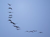 Plegadis falcinellus 37, Zwarte ibis, Saxifraga-Bart Vastenhouw