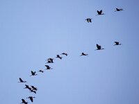 Plegadis falcinellus 38, Zwarte ibis, Saxifraga-Bart Vastenhouw