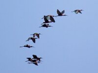 Plegadis falcinellus 39, Zwarte ibis, Saxifraga-Bart Vastenhouw