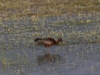 Plegadis falcinellus 4, Zwarte ibis, Saxifraga-Luc Hoogenstein
