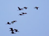 Plegadis falcinellus 40, Zwarte ibis, Saxifraga-Bart Vastenhouw