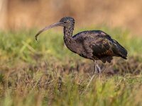 Plegadis falcinellus 43, Zwarte ibis, Saxifraga-Rudmer Zwerver  Vagrant Glossy ibis (Plegadis falcinellus) foraging in grassland with a worm in its beak : Europe, Glossy ibis, Plegadis falcinellus, The Netherlands, animal, beak, behavior, bird, bird's-eye view, bog, eating, farmland, fauna, february, feeding, fen, food, foraging, full length, grass, grassland, lake, least concern, leg, looking, low angle view, marsh, marshland, meadow, morning, one animal, pasture, pond, profile, riverbank, side view, stream, swamp, vegetation, walking, watching, water, waterhole, wetland, winter, winter plumage, wintertime, worm, worm's-eye view
