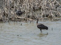 Plegadis falcinellus 44, Zwarte ibis, adult, Saxifraga-Theo Verstrael