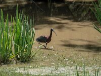 Plegadis falcinellus 46 Zwarte ibis, adult, Saxifraga-Theo Verstrael