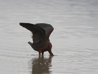 Plegadis falcinellus 5, Zwarte ibis, Saxifraga-Luc Hoogenstein