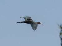Plegadis falcinellus 52 Zwarte ibis, adult, Saxifraga-Theo Verstrael