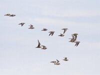 Pluvialis apricaria 14, Goudplevier, Saxifraga-Mark Zekhuis