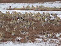 Pluvialis apricaria 18, Goudplevier, Saxifraga-Henk Baptist