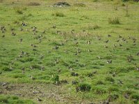 Pluvialis apricaria 21, Goudplevier, Saxifraga-Mark Zekhuis
